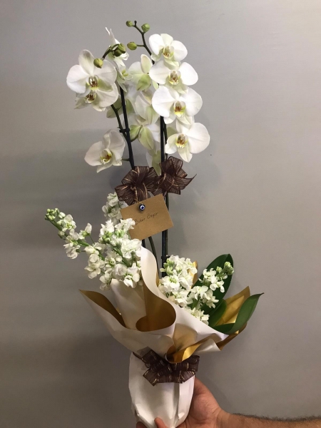 White Love Orkide
