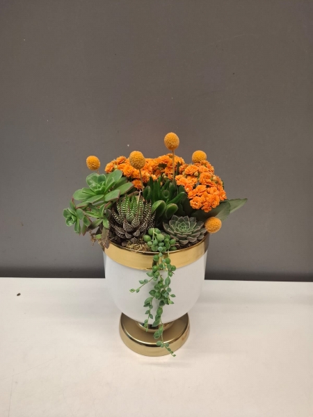 Turuncu Kalanchoe ve Sukulentler