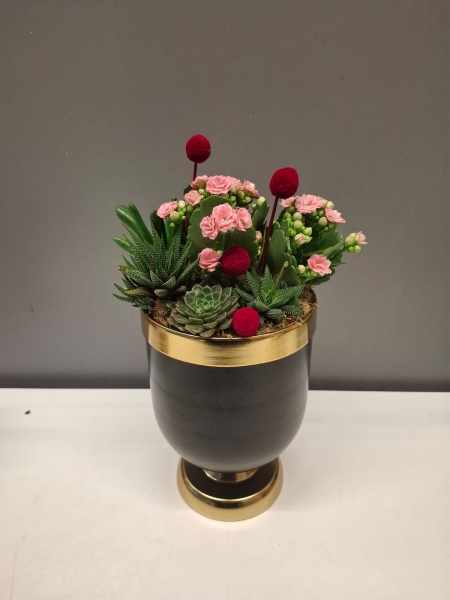 Pembe Kalanchoe ve Sukulentler Serisi 2