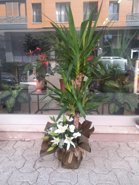 Yucca Bitkisi Fuar Aranjmanı