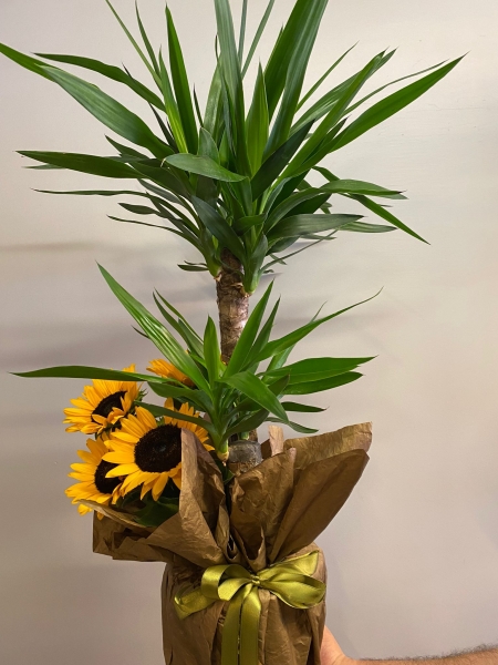 İkili Yucca Saksı Çiçeği