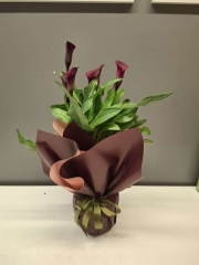Betonish Calla Lilly 'Pink' (Gala Çiçeği)