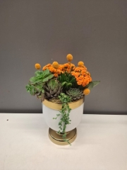 Turuncu Kalanchoe ve Sukulentler