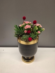 Pembe Kalanchoe ve Sukulentler Serisi 2