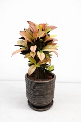 Canlı Kroton (Codiaeum variegatum)