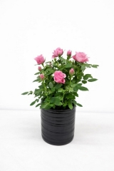 Mini Gül – Minyatür Saksı Gülü Pembe